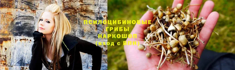 OMG tor  Опочка  Галлюциногенные грибы Psilocybe 